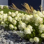 View First Editions® Little Hottie® Panicle Hydrangea: Hydrangea paniculata 'Bailpanone' PP32,549