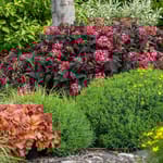 View First Editions® Eclipse® Bigleaf Hydrangea: Hydrangea macrophylla 'Bailmacseven'  PP34,544, US Pat Pend