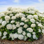 View First Editions® FlowerFull® Smooth Hydrangea: Hydranga arborescens 'Bailful' PP33,613
