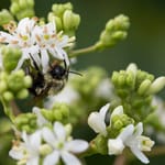 View First Editions® Tianshan® Seven-son flower: Heptacodium miconioides 'Minhep'