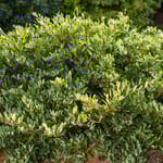 View First Editions® Swing Low® Distylium: Distylium 'PIIDIST-VI' PP29,779