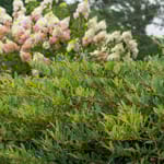 View First Editions® Cinnamon Girl® Distylium: Distylium 'PIIDIST-V' PP27,631