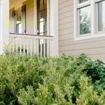 View First Editions® Coppertone™ Distylium: Distylium 'PIIDIST-III' PP25,304