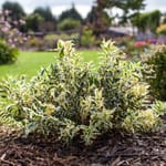 View First Editions® Cool Splash® Dwarf Bush Honeysuckle: Diervilla sessilifolia 'LPDC Podaras' PP19,391