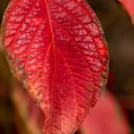 View First Editions® Firedance™ Dogwood: Cornus sericea 'Bailadeline'