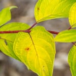View First Editions® Neon Burst™ Dogwood: Cornus alba 'ByBoughen' PP27,956