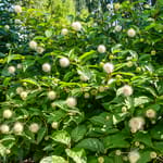 View First Editions® Fiber Optics® Buttonbush: Cephalanthus occidentalis 'Bailoptics' PP29,475