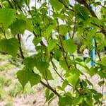 View First Editions® Parkland Pillar® Birch: Betula platyphylla 'Jefpark' PP25,468