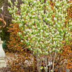 View First Editions® Standing Ovation™ Serviceberry: Amelanchier alnifolia 'Obelisk'
