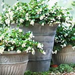 View Longwood Planter