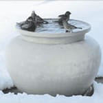 View Shawnee Birdbath