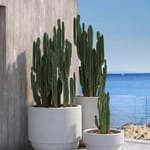 View Bolinas Collection