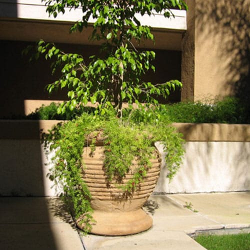 Jaffa Ribbed / Planters & Vases preview 1