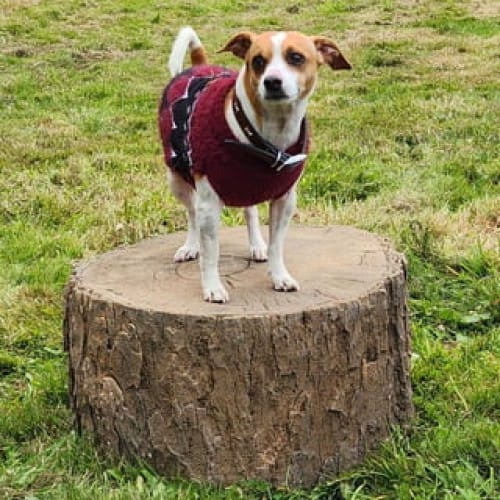 Little Stump Jump
