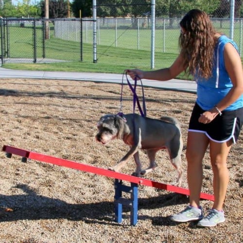 Scottie Seesaw preview 1