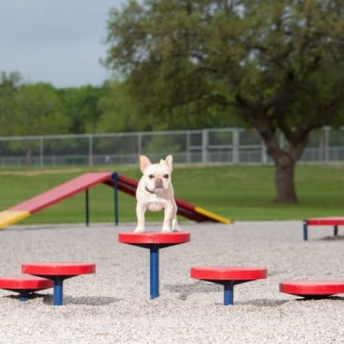 Agility Walk preview 2