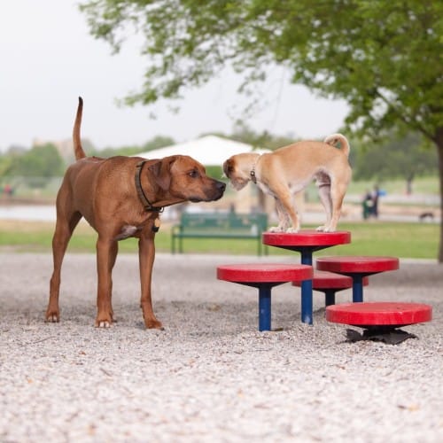 Agility Walk preview 4