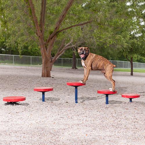 Agility Walk