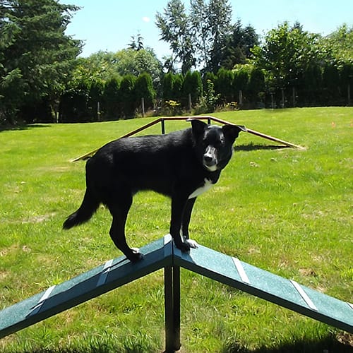 Corgi Climb preview 4