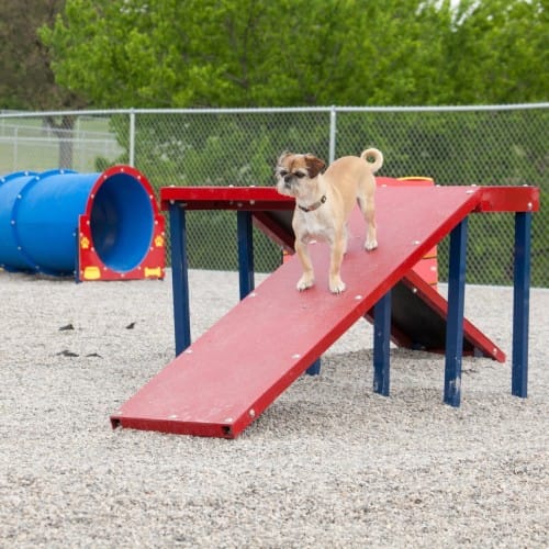 Dachshund Double Ramp preview 3