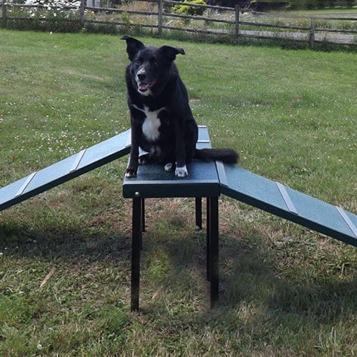Dachshund Double Ramp preview 4