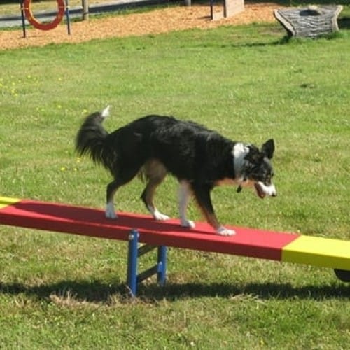 Dog Teeter Totter preview 2