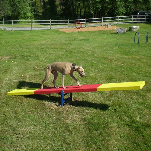 Dog Teeter Totter