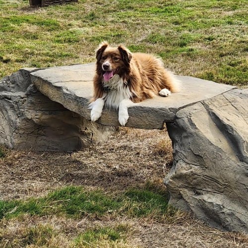 NatureDog™ Canine Crossing preview 1