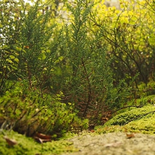 Tree & Shrub 5-10-10