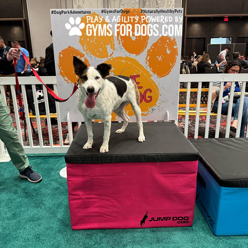 Jump Dog - Indoor Play & Train preview 2