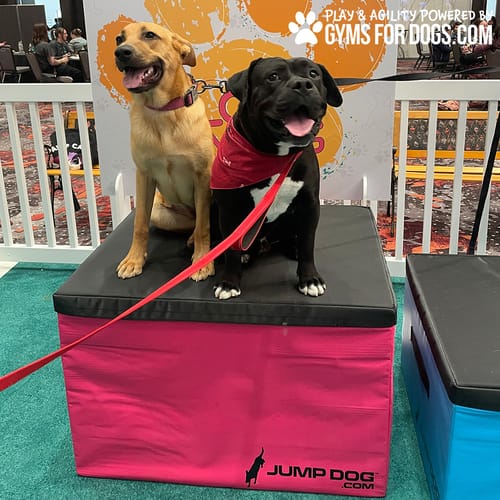 Jump Dog - Indoor Play & Train preview 3