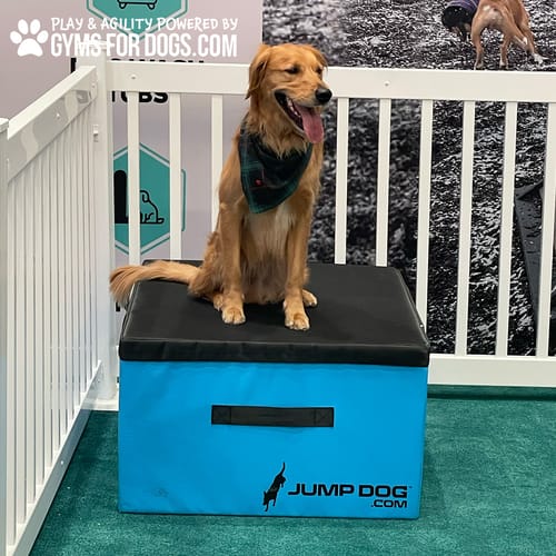 Jump Dog - Indoor Play & Train preview 4