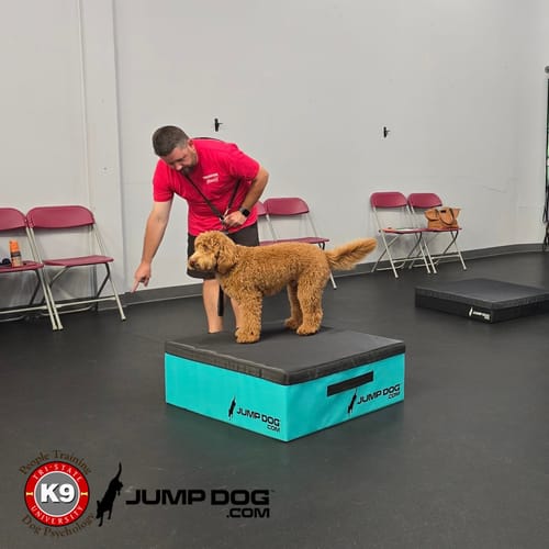 Jump Dog - Indoor Play & Train preview 8