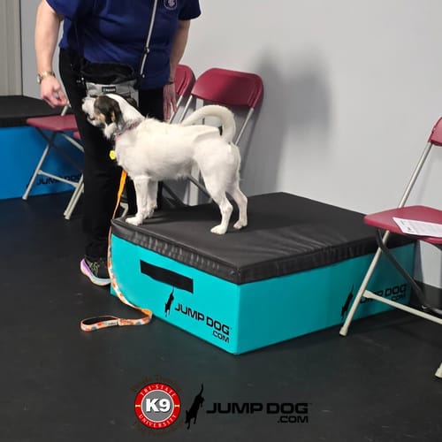 Jump Dog - Indoor Play & Train preview 10