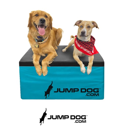 Jump Dog - Indoor Play & Train preview 12