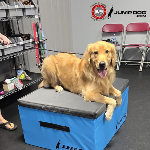 Jump Dog - Indoor Play & Train preview 13