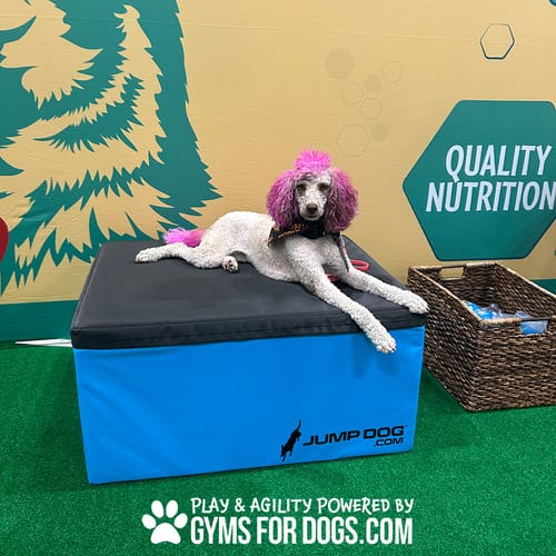 Jump Dog - Indoor Play & Train preview 17
