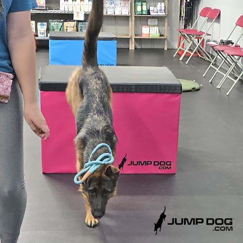 Jump Dog - Indoor Play & Train preview 21