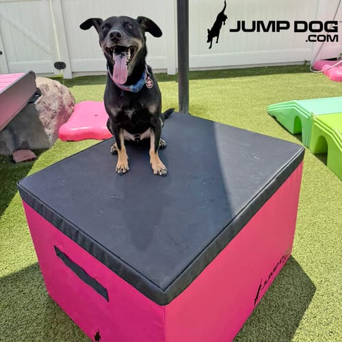 Jump Dog - Indoor Play & Train preview 22