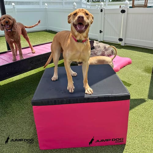 Jump Dog - Indoor Play & Train preview 23