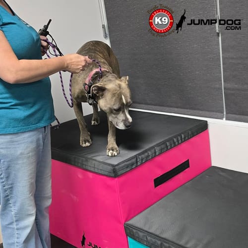 Jump Dog - Indoor Play & Train preview 28