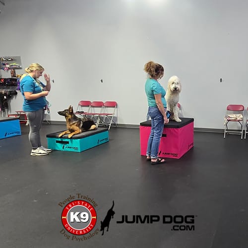 Jump Dog - Indoor Play & Train preview 30