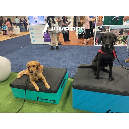Jump Dog - Indoor Play & Train preview 31