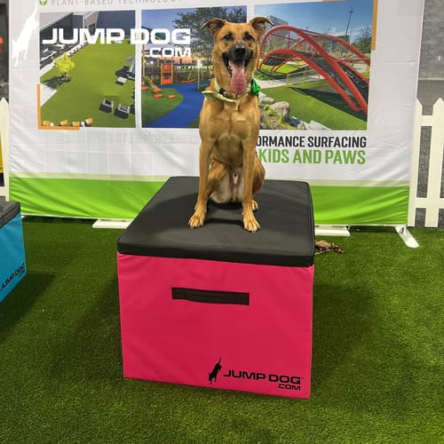Jump Dog - Indoor Play & Train preview 35