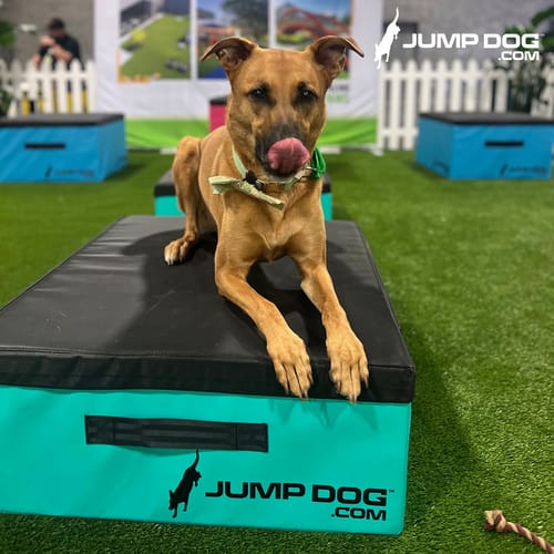 Jump Dog - Indoor Play & Train preview 36