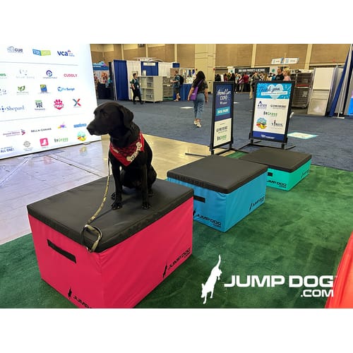 Jump Dog - Indoor Play & Train preview 38