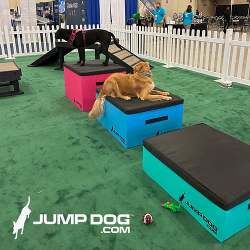 Jump Dog - Indoor Play & Train preview 39