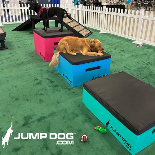 Jump Dog - Indoor Play & Train preview 40