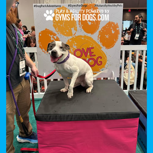 Jump Dog - Indoor Play & Train preview 46