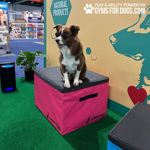 Jump Dog - Indoor Play & Train preview 48